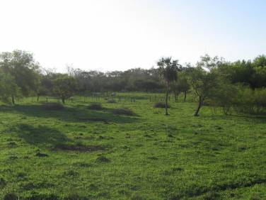 Comprar Terreno Luque Compañia Tarymandy - 1